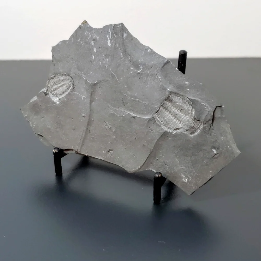 Trilobite Elrathia Fossils in Slate Stone Matrix - Delta Utah Set of 4